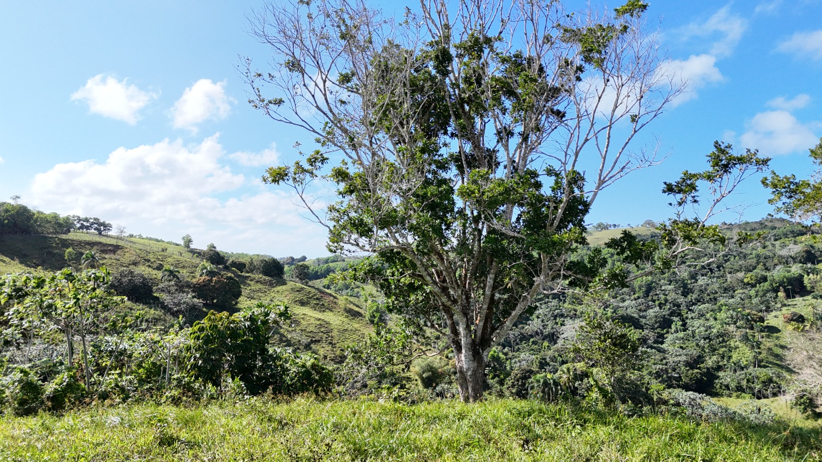 It’s 350 titled tareas, approximately 54.5 acres, in Juana Vicenta, Samaná, with a river crossing the property.