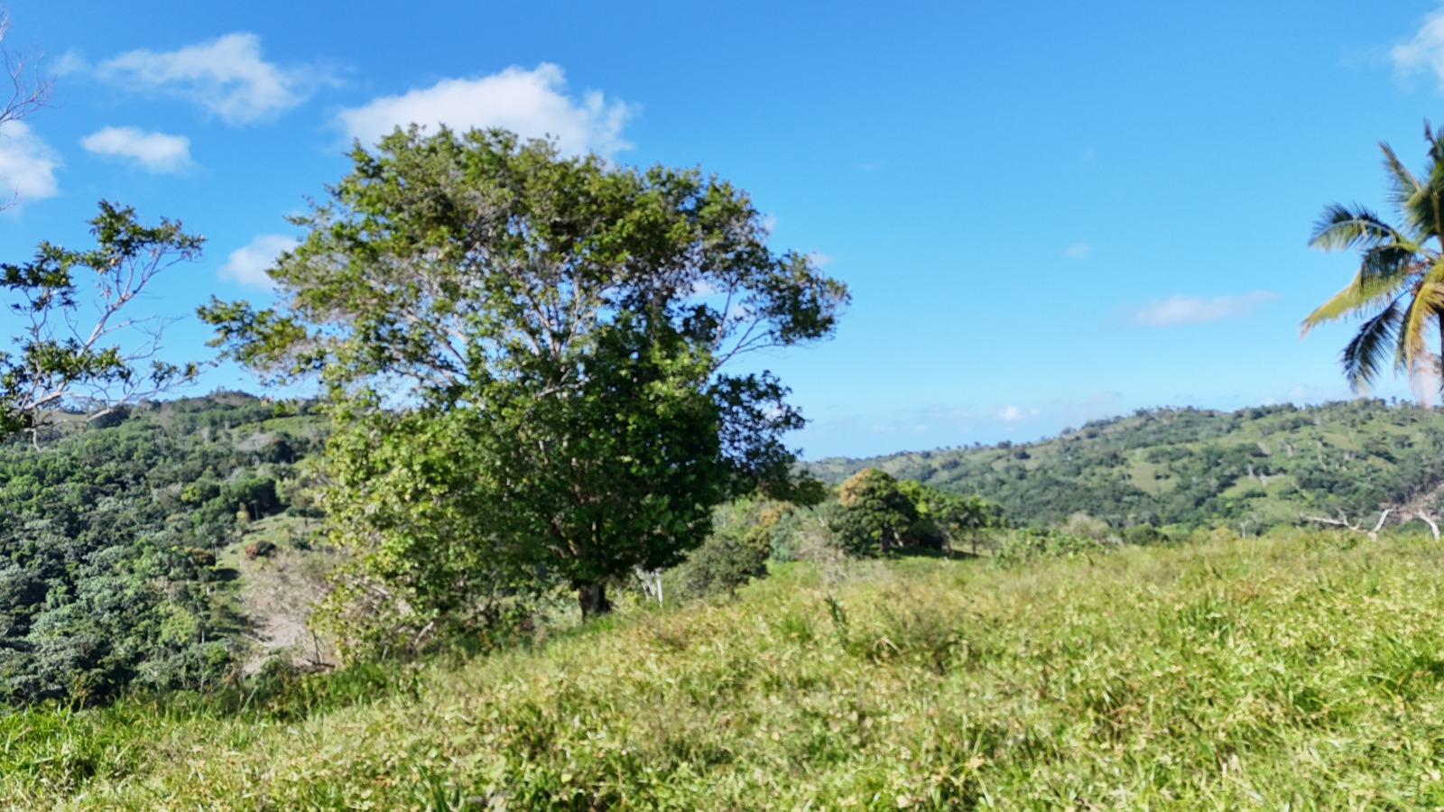 It’s 350 titled tareas, approximately 54.5 acres, in Juana Vicenta, Samaná, with a river crossing the property.