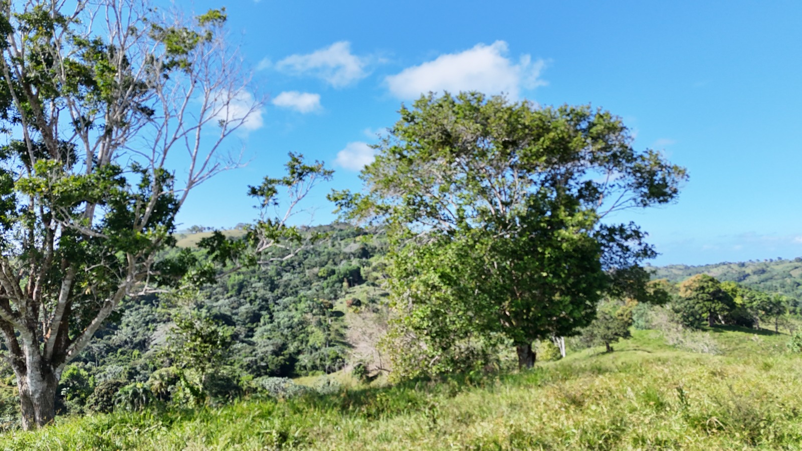 It’s 350 titled tareas, approximately 54.5 acres, in Juana Vicenta, Samaná, with a river crossing the property.