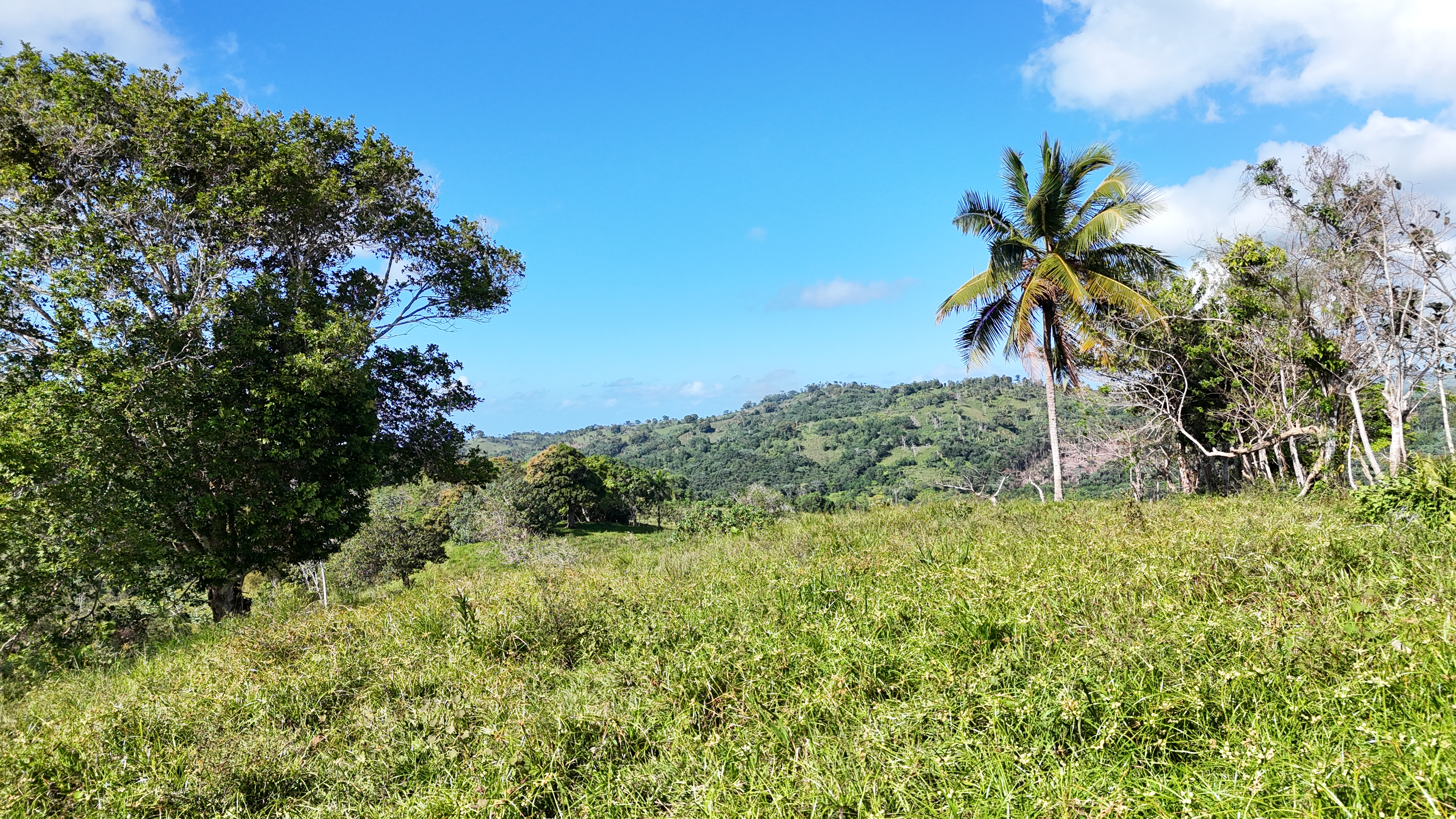 It’s 350 titled tareas, approximately 54.5 acres, in Juana Vicenta, Samaná, with a river crossing the property.