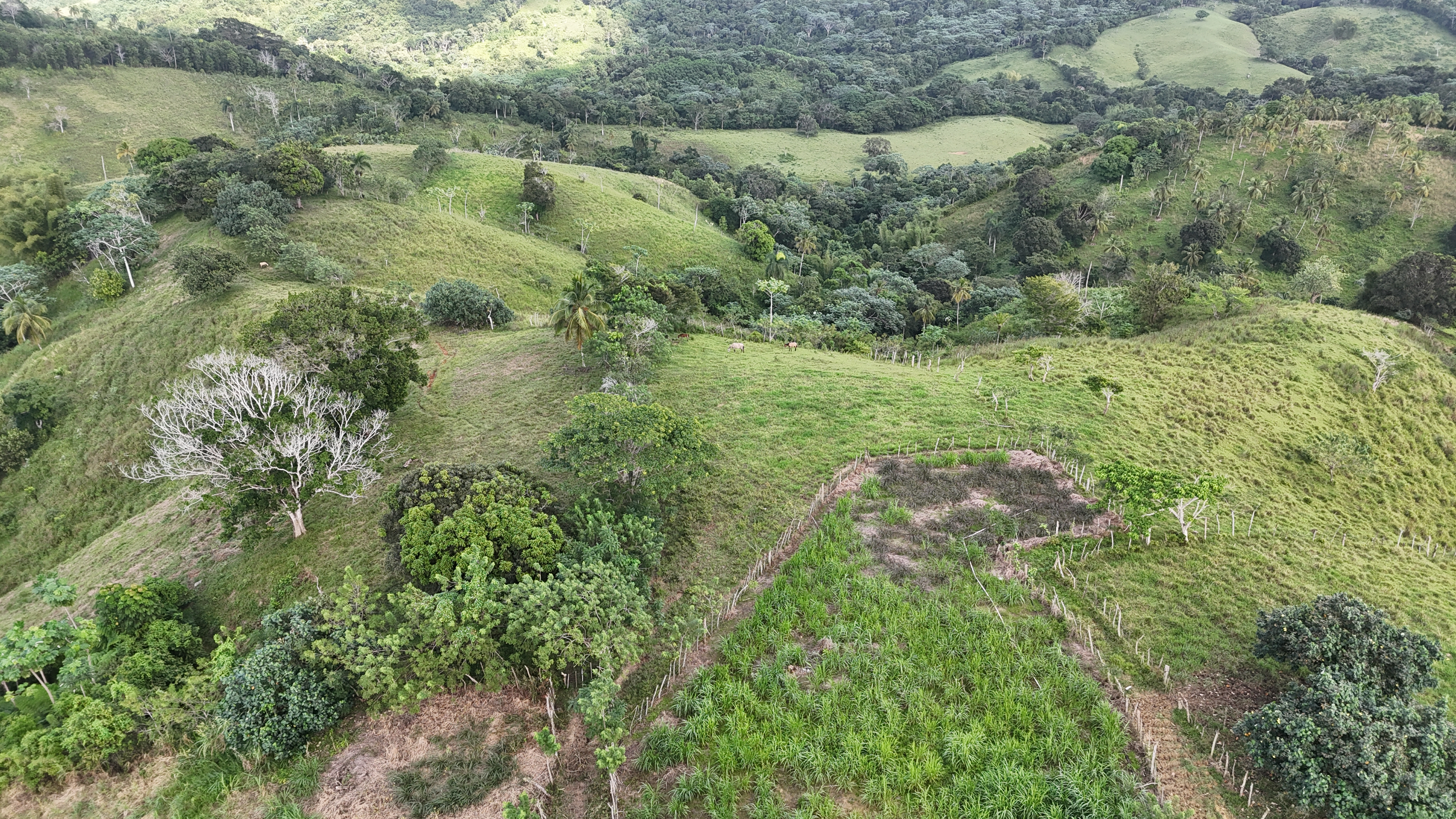 It’s 350 titled tareas, approximately 54.5 acres, in Juana Vicenta, Samaná, with a river crossing the property.