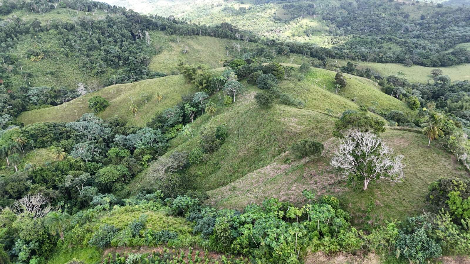 It’s 350 titled tareas, approximately 54.5 acres, in Juana Vicenta, Samaná, with a river crossing the property.