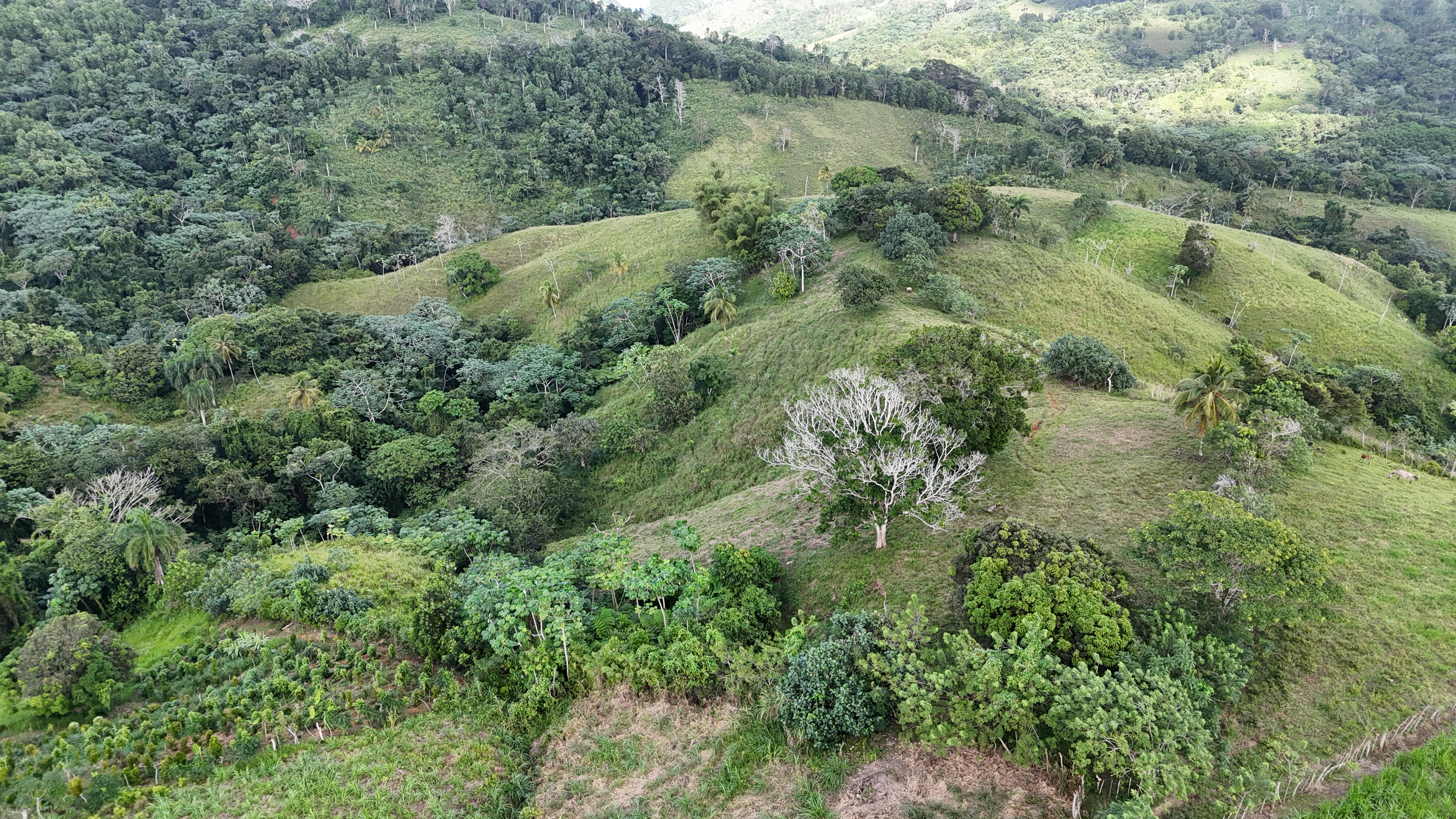 It’s 350 titled tareas, approximately 54.5 acres, in Juana Vicenta, Samaná, with a river crossing the property.