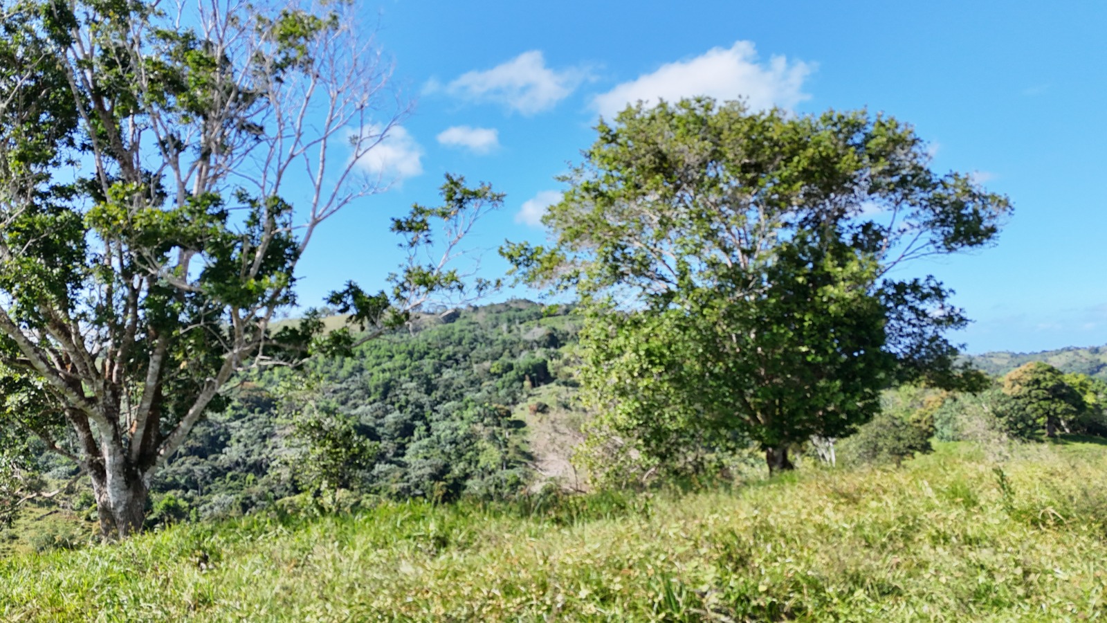 It’s 350 titled tareas, approximately 54.5 acres, in Juana Vicenta, Samaná, with a river crossing the property.
