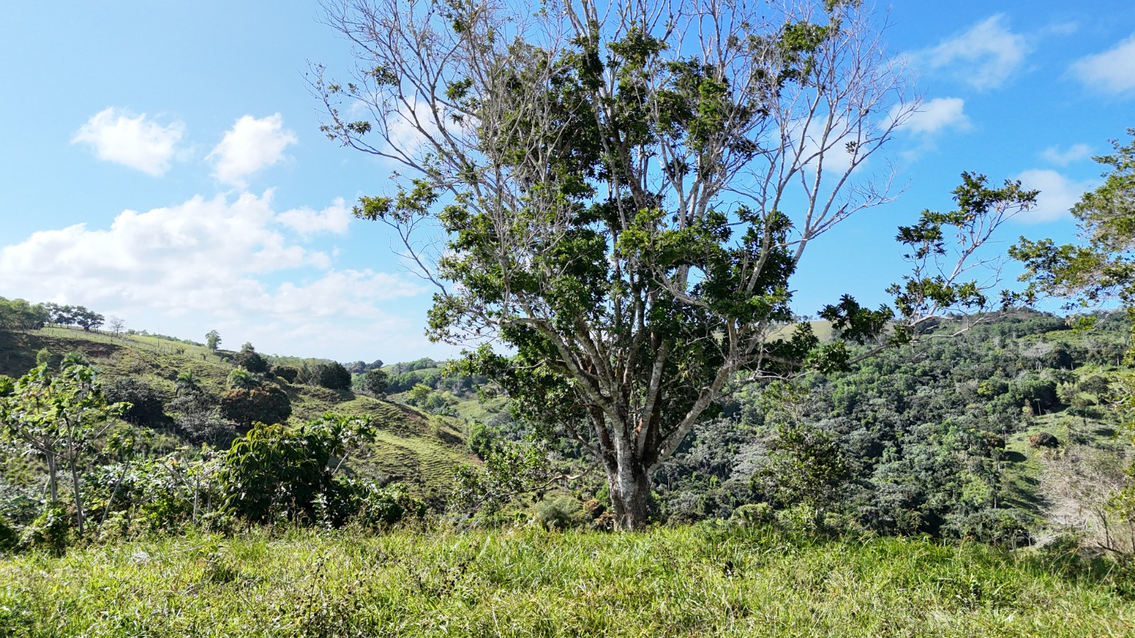 It’s 350 titled tareas, approximately 54.5 acres, in Juana Vicenta, Samaná, with a river crossing the property.